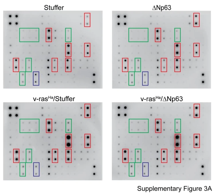 Figure adapted from Sakakibara et al., Frontiers in Immunology, 2023.