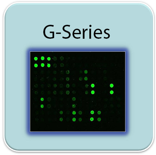 Mouse Cytokine Array G3
