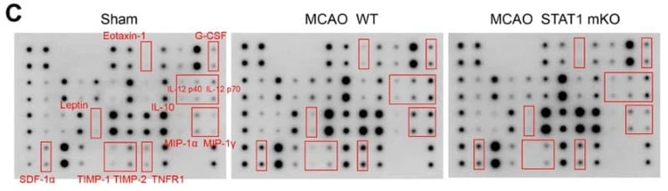 Figure adapted from Han et al., Journal of Neuroinflammation, 2023.
