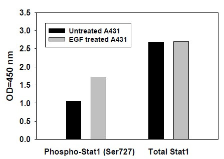 Phospho-Stat 1 (S727) ELISA Kit