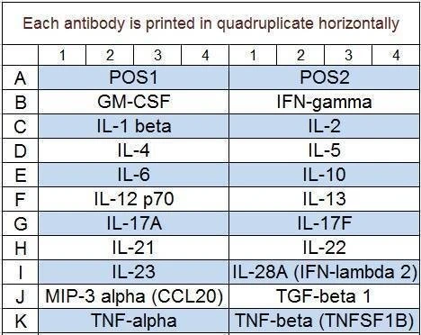 Human Th1/Th2/Th17 Array Q1