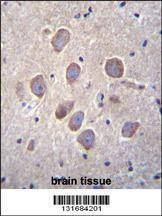 Anti-PCDHA8 (C-term) Antibody