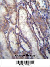Anti-FOXA2 (C-term) Antibody