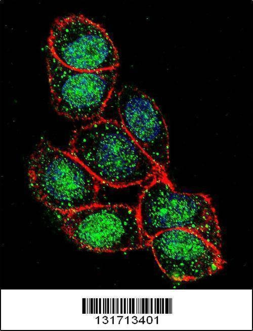 Anti-FOXA2 (C-term) Antibody