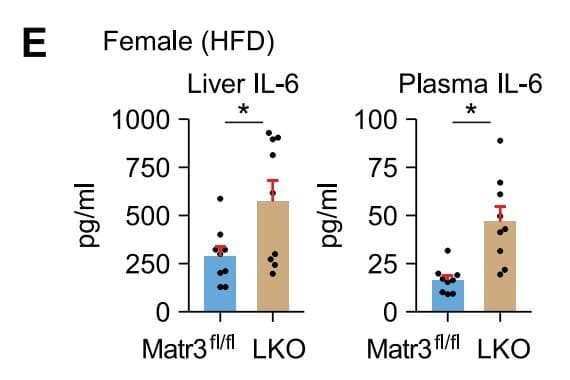 ELM-IL6 was used to measure liver and plasma IL-6 in high-fat diet–fed liver-specific matrin-3 knockout mice. Figure adapted from Cheng et al., Molecular Metabolism, 2024.