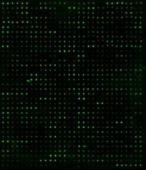 Human Proteome Profiling Array L1000 (Glass Slide)