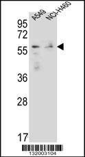 Anti-FOXN1 (Center) Antibody
