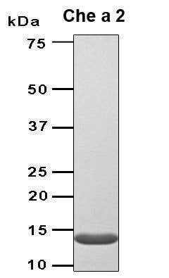 Recombinant Chenopodium album Che a 2 Protein