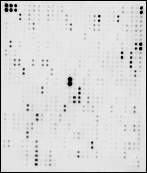 Human Proteome Profiling Array L493 (Membrane)