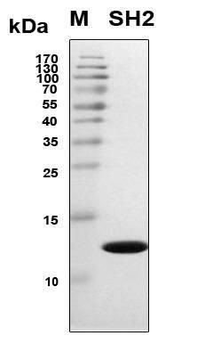 Recombinant Human GRB2 (SH2 domain only) Protein