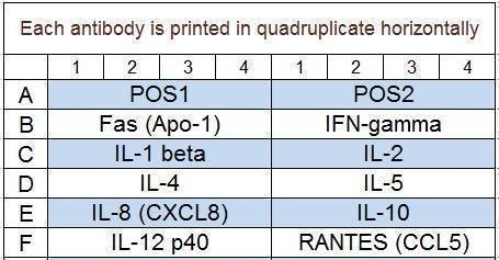 Feline Cytokine Array Q1