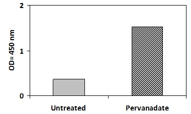 Human Phosphotyrosine STAT4 ELISA Kit