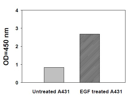 Human Phosphotyrosine STAT6 ELISA Kit