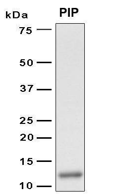 Recombinant Human PIP Protein, Antigen Grade