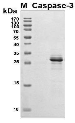 Recombinant Human Caspase-3 Protein, Antigen Grade