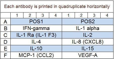 Equine Cytokine Array Q1