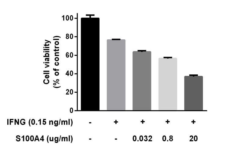 Recombinant S100A4 significantly increases sensitization of IFN-γ-mediated cell death. Measured in a cell viability assay using  HT-29 human colon cancer cells.