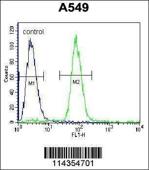 Anti-SOX3 (Center P204) Antibody