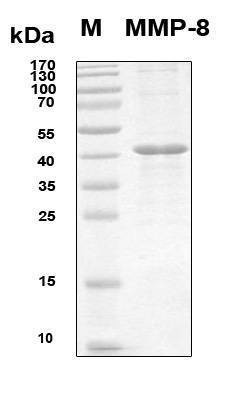 Recombinant Human MMP-8 Protein, Antigen Grade