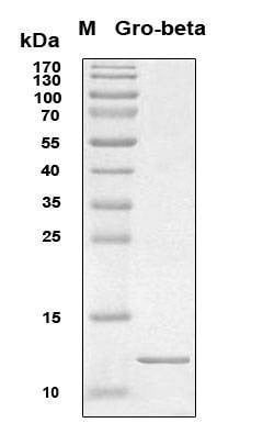 Recombinant Human CXCL2 Protein, Antigen Grade