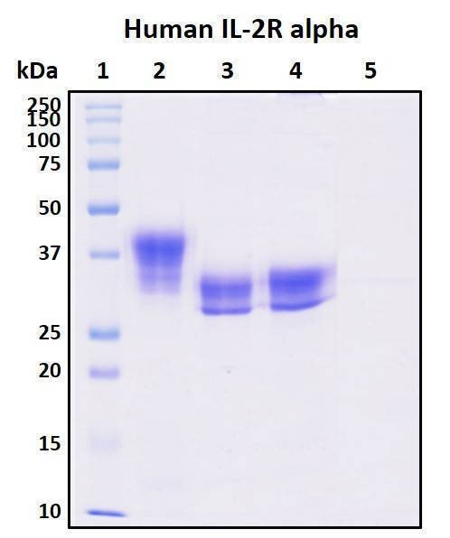 Recombinant Human IL-2 R alpha Protein