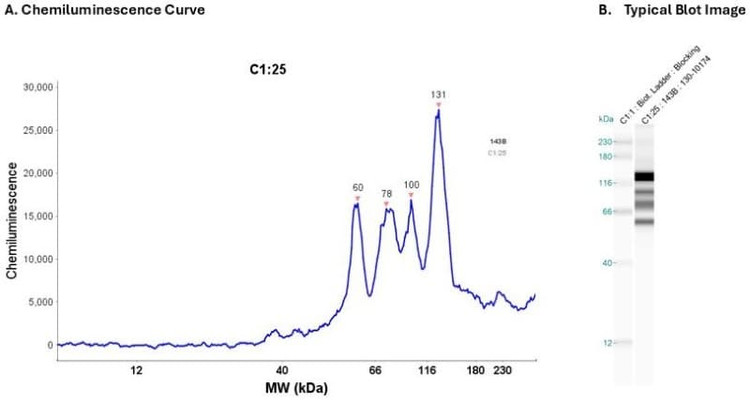 Cell Lysate: 143B 0.2 mg/ml | Secondary Ab: Mouse | Exposure: 5 sec | Expected MW (kDa): 55