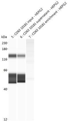 Cell lysate: HEPG2, CD63 Cat. #130-10181 direct conjugated beads | Secondary Ab: Rabbit | Exposure: HDR | Expected MW (kDa): 50-60