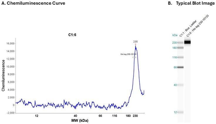Recombnant protein: Cat. #230-10133 5 µg/ml | Secondary Ab: Mouse | Exposure: 5 sec | Expected MW (kDa): 27