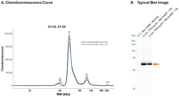 Recombinant protein: TFF3 myc/FC 0.2 mg/ml | Secondary Ab: Mouse | Exposure: 5 sec | Expected MW (kDa): 51