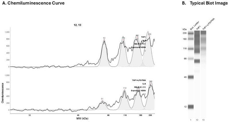 Cell Lysate: THP1, THP1 + LPS/PMA | Secondary Ab: Mouse | Exposure: HDR4 | Expected MW (kDa): 12