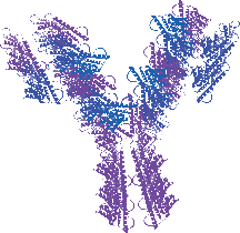 Anti-Mouse IL-12 Antibody