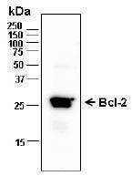 Anti-bcl-2 Antibody