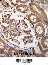 Anti-ENPEP (C-term) Antibody
