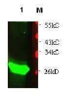 Anti-TNi Antibody