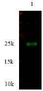 Anti-Metalloproteinase inhibitor 4 (TIMP4) Antibody