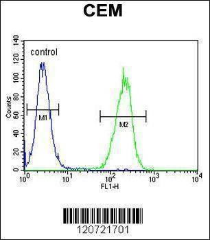 Anti-ZMYND10 (Center) Antibody