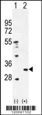 Anti-PRDX4 (Center) Antibody