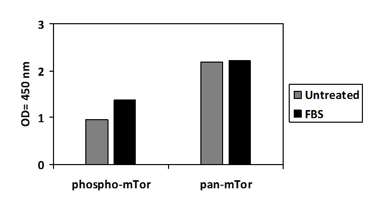 Phospho-mTOR (S2448) ELISA Kit
