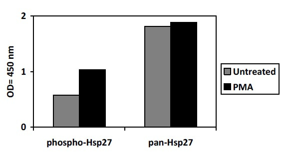 Human Phospho-HSP27 (S82) ELISA Kit