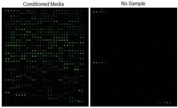 Human Glycosylation Array 507