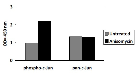 Phospho-c-Jun (S63) ELISA Kit