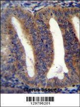 Anti-Mouse RBPMS2 (Center) Antibody