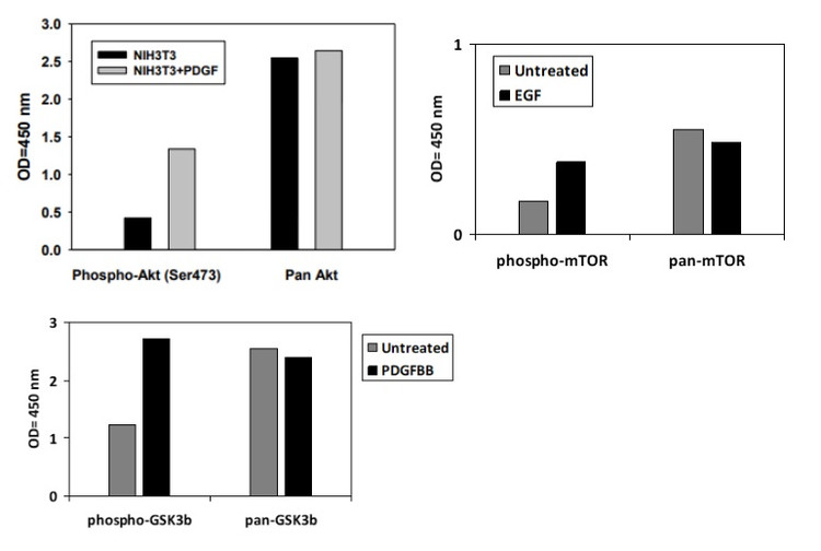 Phospho-AKT/GSKß/mTor ELISA