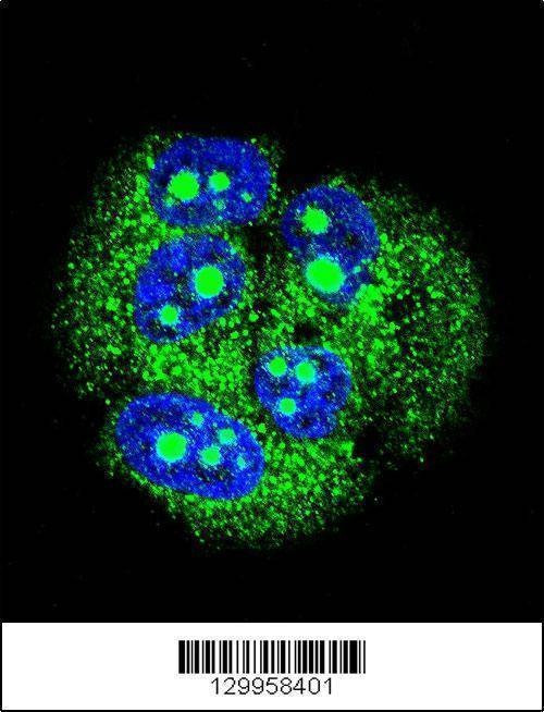 Anti-MBD3L3 (C-term) Antibody