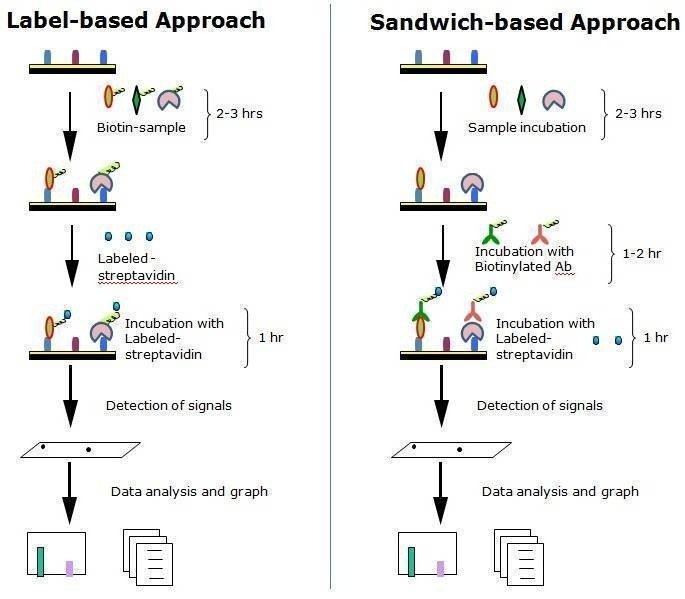 Glycan Array 100