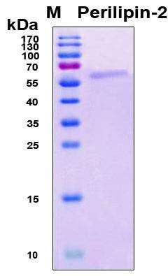 Recombinant Human Perilipin-2 Protein, Antigen Grade