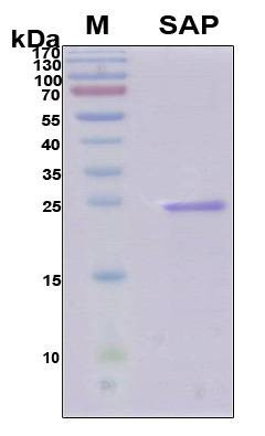Recombinant Human SAP Protein, Antigen Grade