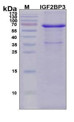Recombinant Human IGF2BP3 Protein, Antigen Grade