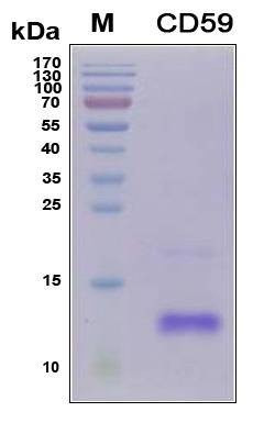 Recombinant Human CD59 Glycoprotein, Antigen Grade