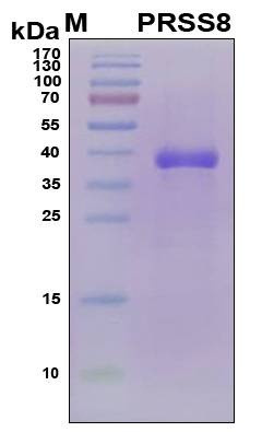 Recombinant Human Prostasin Protein, Antigen Grade